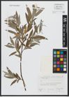 Foto von Salix alba L.